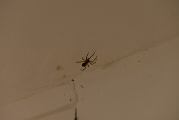 A brown spider is captured on a white wall in a close-up shot.
