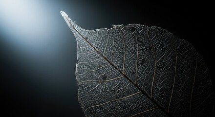 Translucent Skeleton Leaf: Dark Nature Photography