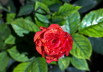 Pristine rose after a night rain: dewdrops cling to velvet petals while deep green leaves hold a quiet dark. Warm color glows from the heart; the moment feels tender, hushed, and newly clean.