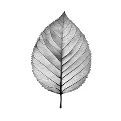 Delicate translucent leaf showcasing intricate vein patterns against a minimalist black background