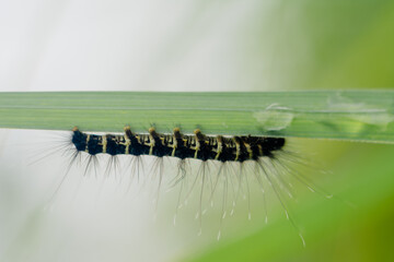 Macro shot of an insect on a leaf in natural light.
Ideal for topics on nature, biology, and wildlife.