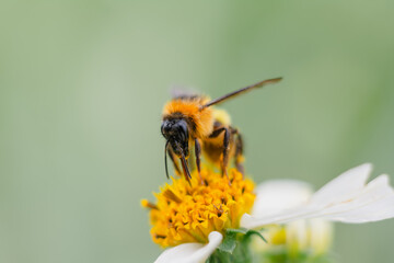 Macro shot of an insect on a leaf in natural light.
Ideal for topics on nature, biology, and wildlife.
