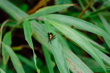 Macro shot of an insect on a leaf in natural light.
Ideal for topics on nature, biology, and wildlife.