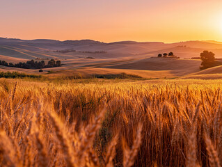 golden wheat field under vivid orange sunset with gently rolling hills in background, peaceful...