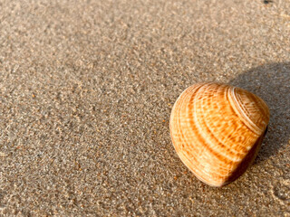 shell on the beach