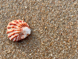 seashell on the sand