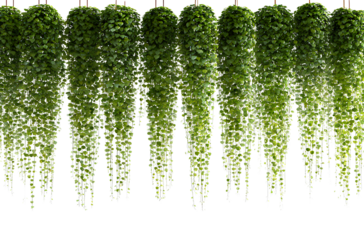 Hanging plants, hanging vines, white background, green leaves, hanging on the wall, horizontal line, png style, clean background 