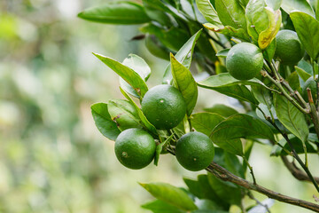 まだ緑色のみかん