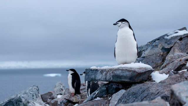 Pinguim-de-barbicha em penhasco costeiro