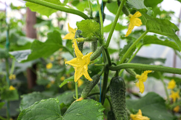 Fresh young cucumbers and bright yellow flowers growing on a green stem. This image conveys a sense of growth, freshness, summer, and natural beauty.