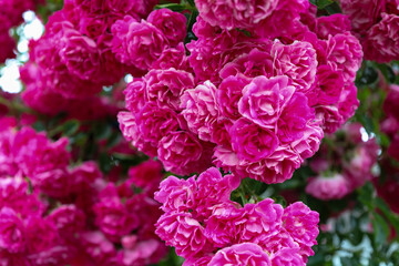An incredibly lush bloom of vibrant crimson roses, forming a solid wall of flowers. Each flower has many petals, and the blurred background emphasizes their rich color.
