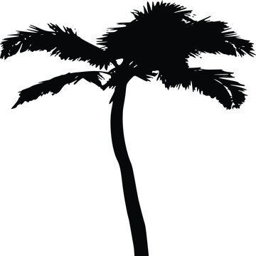 A lone palm tree stands tall.