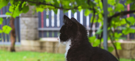 A black and white kitten sits on green grass, looking intently to the side. The blurred background shows a fence and a grapevine. This shot conveys a calm and cozy atmosphere of a summer day.