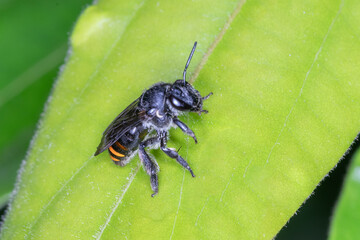 Black and Orange-Banded Sweat Bee Resting on Leaf