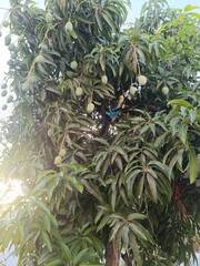 Unripe Green mangoes hanging on Branch. Fresh green mango on tree. Bunch of Mango's. Mangos with tree. raw mango hanging on tree with leaf background in summer fruit