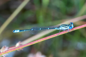 Bright Blue Damselfly - Eastern Billabongfly