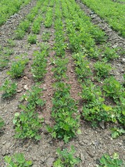 peanuts farm, Organic Farm Land Crops In India multiple layers of mountains add to this organic and fertile farm land in India, Peanut Field, Peanut tree, Peanut plantation fields