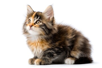 Obraz premium Adorable fluffy kitten looking up, perfect for pet adoption, animal care, or heartwarming children's content, studio shot