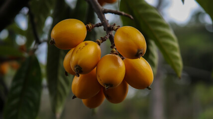 Cluster of ripe yellow loquat fruits hanging from a branch with green leaves in soft focus