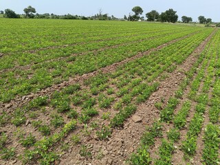 peanuts farm, Organic Farm Land Crops In India multiple layers of mountains add to this organic and fertile farm land in India, Peanut Field, Peanut tree, Peanut plantation fields