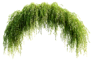 Hanging plants, hanging vines, white background, green leaves, hanging on the wall, horizontal line, png style, clean background