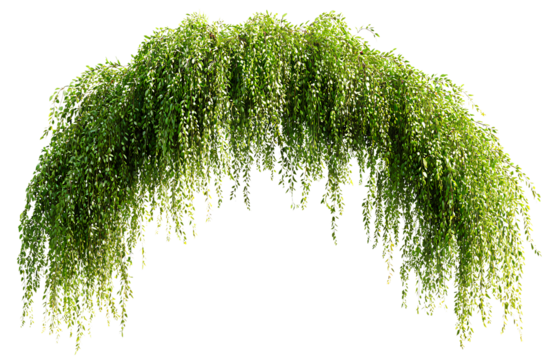 Hanging plants, hanging vines, white background, green leaves, hanging on the wall, horizontal line, png style, clean background