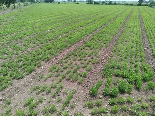 Close up image of peanut plant growing on the ground, agricultural and farming illustration