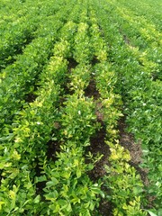 Close​-up background of bright green peanut leaves. Growing groundnut seeds for growing peanuts Dense green leaves. Refreshing natural background.
