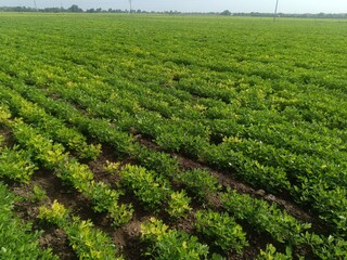Peanut agriculture farm land green, The peanut growing in the field