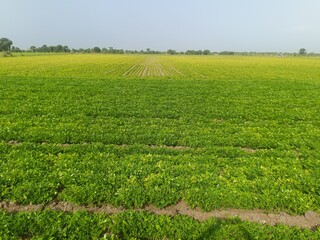 Peanut plantation fields with tree bush and a cloudy blue sky in the background