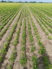Close up image of peanut plant growing on the ground, agricultural and farming illustration