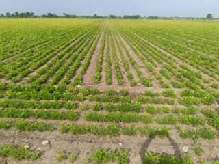 Peanut plantation fields with tree bush and a cloudy blue sky in the background