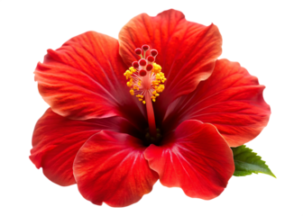 A vibrant red hibiscus flower with a prominent yellow stamen on a stark image view  isolated on white background PNG.AI Generated.