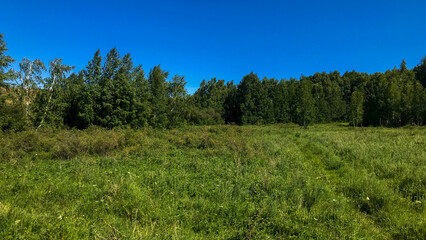 Vast summer meadow with lush green grass and a diverse forest line under a clear blue sky. Ideal for natural beauty and serene landscapes.