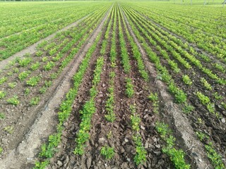 Close up image of peanut plant growing on the ground, agricultural and farming illustration