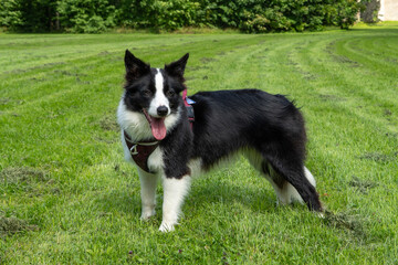 Border Collie standing alert and expectant in green grass, outdoors, natural light, focused expression