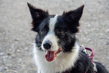 Close-up portrait of a small wet Border Collie dog with water droplets on fur, smiling, outdoors in natural light