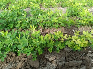 Close​-up background of bright green peanut leaves. Growing groundnut seeds for growing peanuts Dense green leaves. Refreshing natural background.