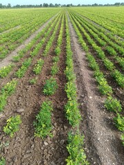 Peanut agriculture farm land green, The peanut growing in the field