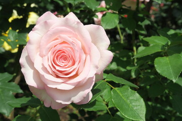 ピンクのバラ