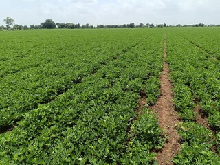 Peanut plantation fields with tree bush and a cloudy blue sky in the background