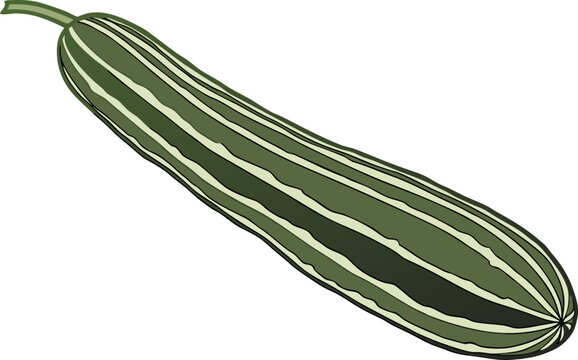 Jhinga Ridge Gourd Design with Fresh Appearance. Detailed Ridge Gourd Illustration for Food and Agriculture. Fresh Jhinga Design Highlighting Natural Texture and Color. Organic Ridge Gourd Artwork