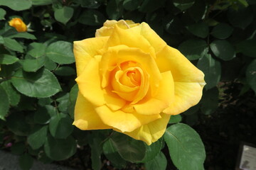 黄色いバラ