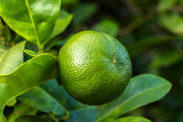 Close-up of a vibrant green lemon citrus fruit, Citrus × latifolia, on a tree, surrounded by green leaves. Detailed texture.