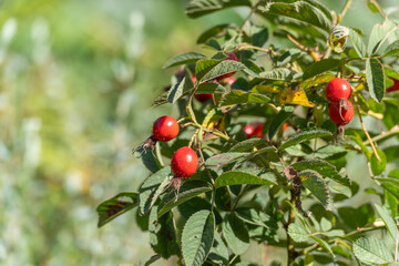 Rose hips on a bush Rosa canina. Bright red rose hips hang from the branches of a dog rose Rosa canina. The intense red contrasts with the green foliage.