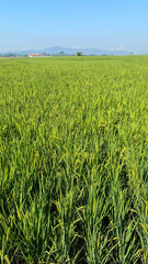 Golden paddy field growing under clear blue sky