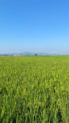 Close-up of lush green rice plants in sunny farmland