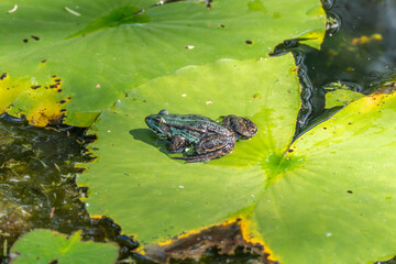Frog on a lily pad. A green frog sits relaxed on a lily pad. The moist skin and leaf texture are clearly visible.