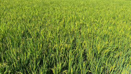 Green rice crops in tropical agricultural landscape