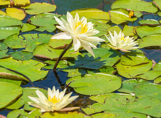 eautiful white lilie © AVD